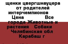 щенки цвергшнауцера от родителей интерчемпионов,   › Цена ­ 35 000 - Все города Животные и растения » Собаки   . Челябинская обл.,Карабаш г.